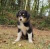 Voir le Chien