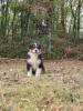 Voir le Chien