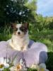 Voir le Chien