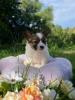 Voir le Chien
