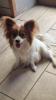 Photo du Chien