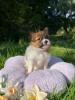 Photo du Chien