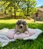 Photo du Chien