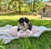 Photo du Chien