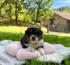 Photo du Chien