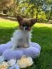 Photo du Chien