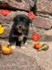 Photo du Chien