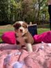 Photo du Chien
