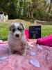 Photo du Chien