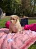 Photo du Chien